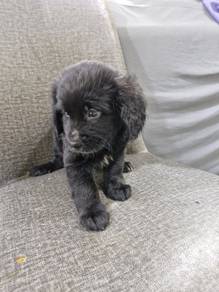 Poodle mix Australian shepherd puppies for sale