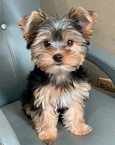 Snuggly Silkese Long Hair Small Puppy Puppy