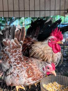 japanese bantam ayam hiasan japanese bantam