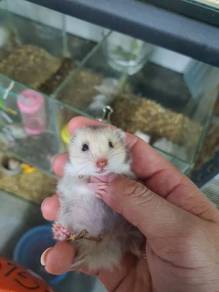 Syrian hamster bigbone