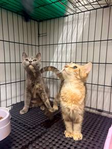 Mix BSH and Munchkin