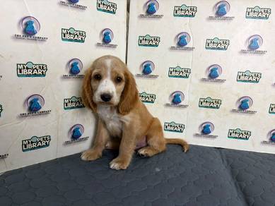 Cocker spaniel puppy