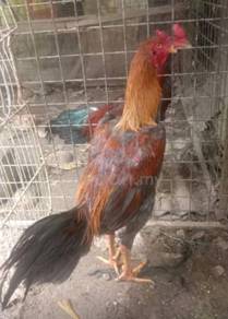 ayam sabung