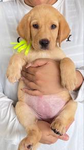 Labrador Puppy 001