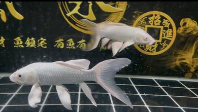 Platinum Butterfly Koi