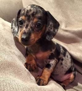 Curious Daschund / Premium Sausage / Long Body / S
