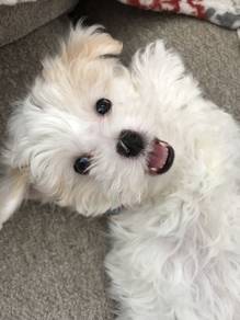 Poppet Maltipoo adorable teddy bear face and sweet