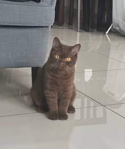 British Short Hair Cinnamon