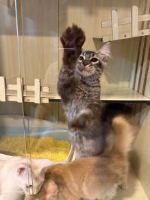 Pure Mainecoon ready to rehome