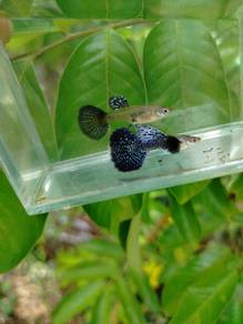 ikan guppy dumbo purple dragon 