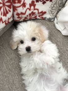 Furry Maltipoo Soft Coat Puppy Baby Dog