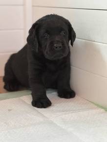 black color Labrador retriever r