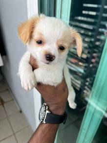 chihuahua available &1