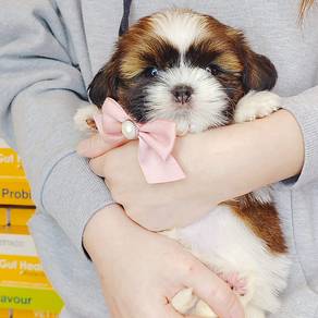 Shih Tzu