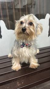 Yorkshire Terrier Male Puppy M-1 10mths old