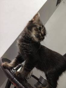 Cat/Kucing (Male Kitten)