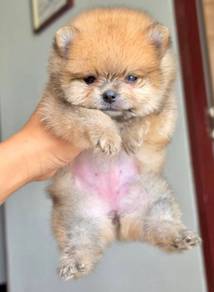 POMERANIAN PUPPIES A185 🌻 Sort of shine Boy~Girl