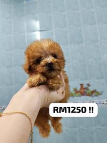 adorable poodle baby