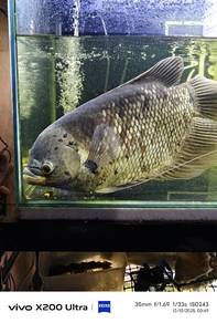 Ikan Kaloi Sungai