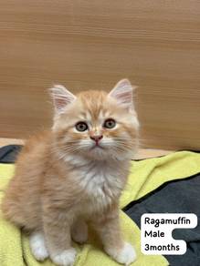 Ragamuffin - Long Hair