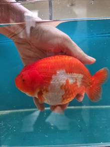 China Ranchu Goldfish