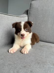 Border Collie Brown& White