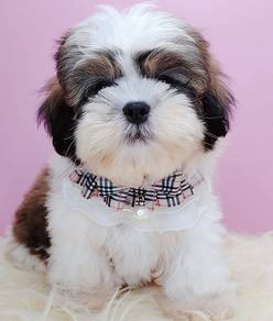 Shih Tzu