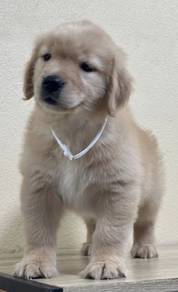GOLDEN RETRIEVER PUPPIES M783 🌻Cream / Gold Girl
