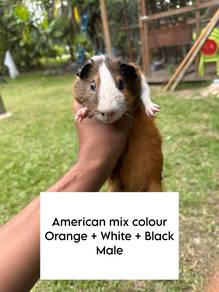 Guinea Pig American