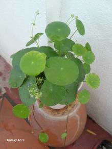 1 cup x Pegaga Live Plant Centella Asiatica