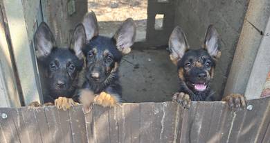 German Shepherd Puppy