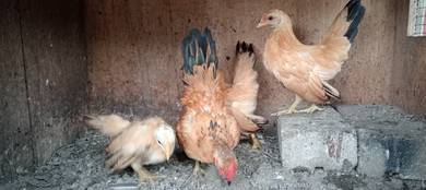 ayam 