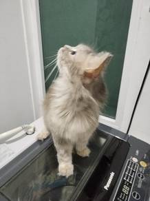 cute pets