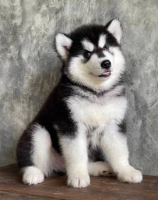 SIBERIAN HUSKY PUPPIES 🌻187 Male-Female