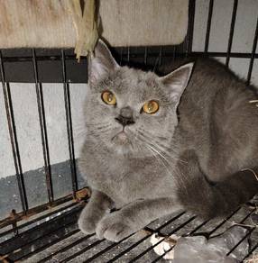 Bsh British Short Hair - Blue (Female）