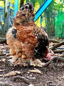ayam brahma brahma chicken