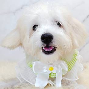 Maltipoo