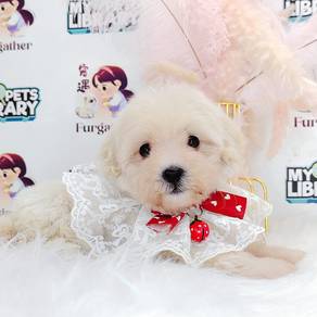Poodle Toy