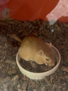 Gerbil for sale!