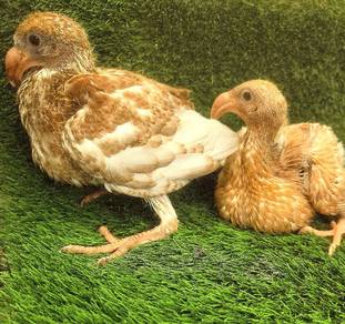 Merpati German Beauty Homer Suap