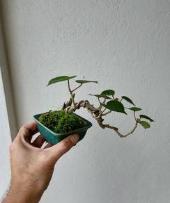 Bonsai Berbaru/ Sea hibiscus