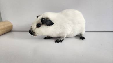 Guinea Pig