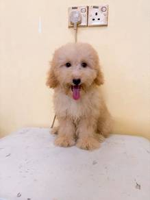 Toy Poodle