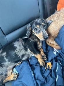 Dachshund purebred