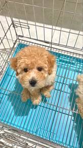 Adorable Toy Poodle look for new owner