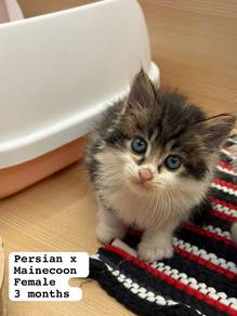Persian + Mainecoon Untuk Dijual !!