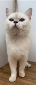BSH Silver Pointed