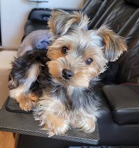 Tail-wagger Silkese Long Hair Teddy Bear Dog Baby