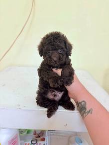 Cola Color Tinytoy Poodle