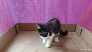 Kucing Jantan